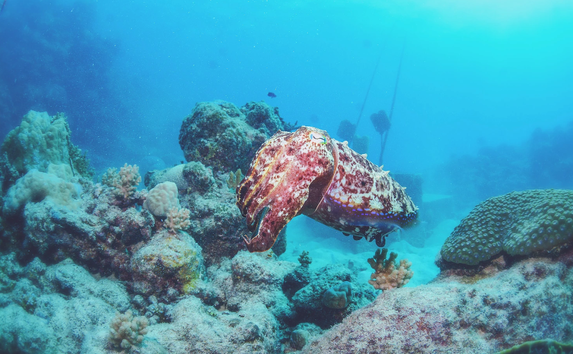 การสอบเป็นนักดำน้ำระดับ PADI OPEN WATER DIVER ที่ AUSTRALIA กับ English ระดับ snakeๆ fishๆ ตอนที่&nbsp;1
